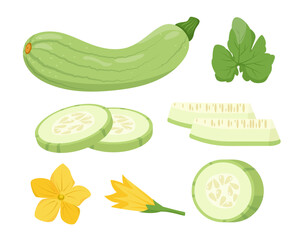 Set of whole and cut Zucchini vegetables, leaves, flower and slices. Farm zucchini plant icons. Organic garden vegetarian food. Vector illustration isolated on white background.