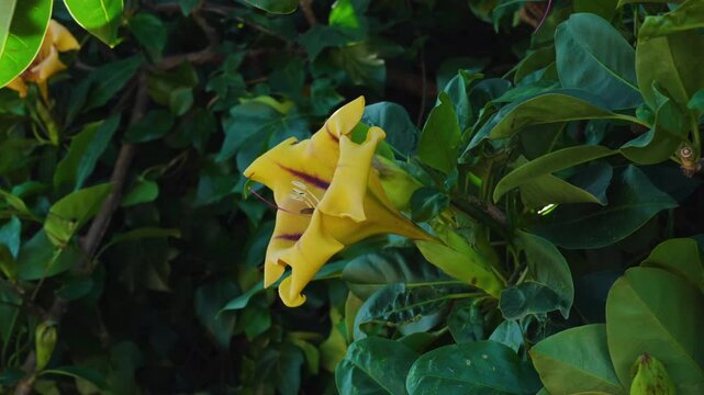 Solandra maxima flower, Yellow Cup of Gold Vine, shining under the sunlight with lush green foliage. High quality 4k footage