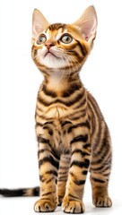 Fototapeta premium Playful Bengal kitten with striking fur patterns and curious expression looking upward against a clean white background in a studio setting