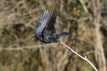 Close-up of a carrion crow taking flight