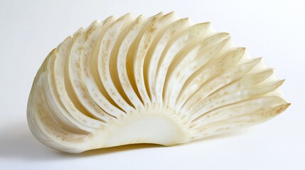 shell on white background