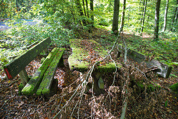 Rastplatz im grünen Wald