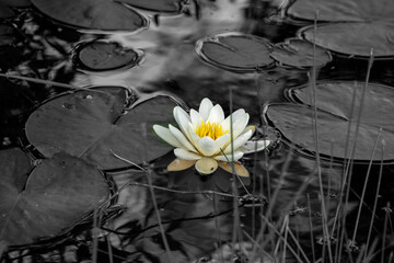 Seerose auf einem Teich © Emanuel