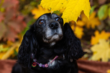 beautiful dog in yellow leaf, walking with dog in autumn, cocker spaniel in nature, autumn leaves,...