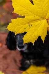 beautiful dog in yellow leaf, walking with dog in autumn, cocker spaniel in nature, autumn leaves,...