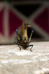 Saltamontes mirando de frente