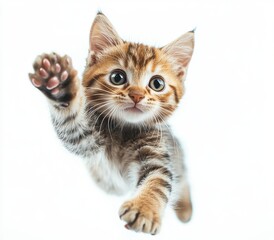 Obraz premium Playful kitten leaps through the air with an adorable expression, showcasing its fluffy fur and vibrant colors on a clean white background