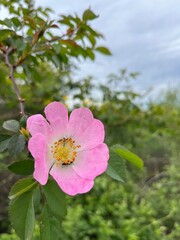 Heckenrose