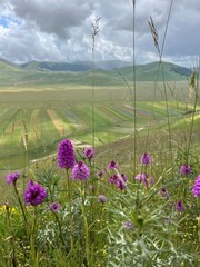 Wildblumen vor Landschaft