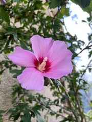 Hibiskusblüte © ursupix