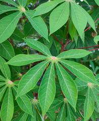 Plant cassava Manihot esculenta leaves close-up