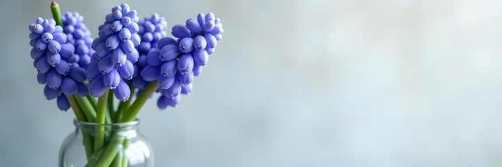 Freshly picked muscari grape hyacinth in a vase, botanical art, hyacinth