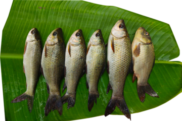 top view of river fishes on green leaf background.
rohu fish is Labeo rohita