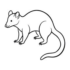 possum