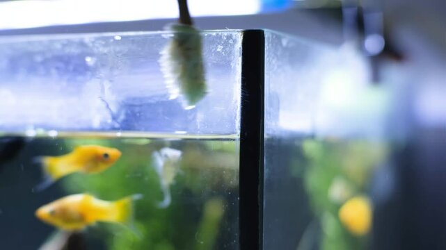 Aquarium service. Cleaning the glass in the aquarium.