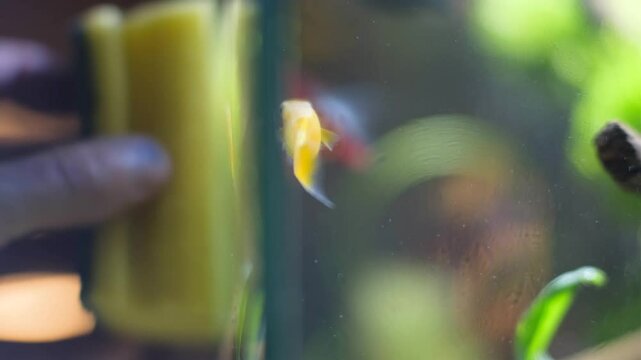 Aquarium service. Cleaning the glass in the aquarium.
