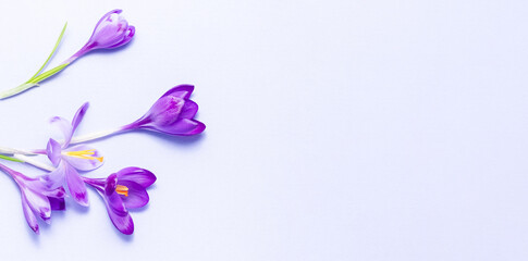 Elegant purple crocus flowers arranged on a soft pastel background. Delicate floral composition perfect for spring themes, greeting cards, and nature-inspired designs. Copy space. Flat lay 