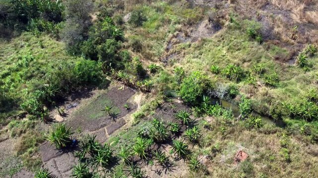Aerial view of a small subsistence farm in rural Uganda.