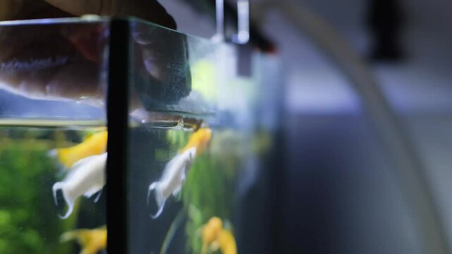 Aquarium service. Cleaning the glass in the aquarium.