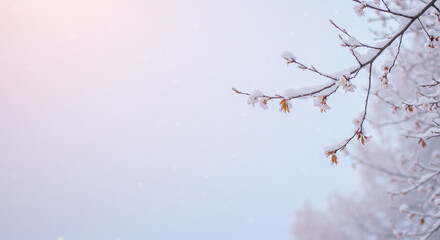 Delicate Winter to Spring Transition Branch