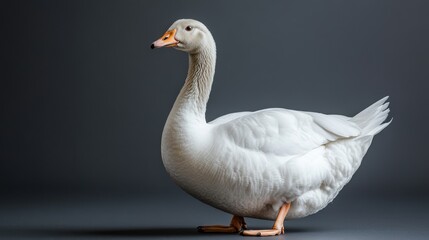 Obraz premium white domestic goose isolated on transparent background