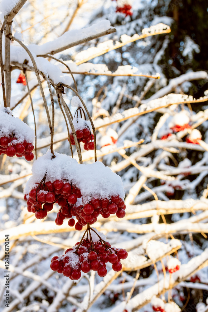 Canvas Prints red bunches of viburnum covered with snow on tree