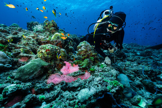diver exploring a coral reef in the Maldives