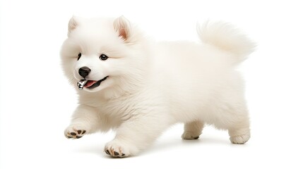 Fototapeta premium A playful and fluffy Samoyed puppy is running around joyfully indoors, basking in the warm, bright natural light streaming in