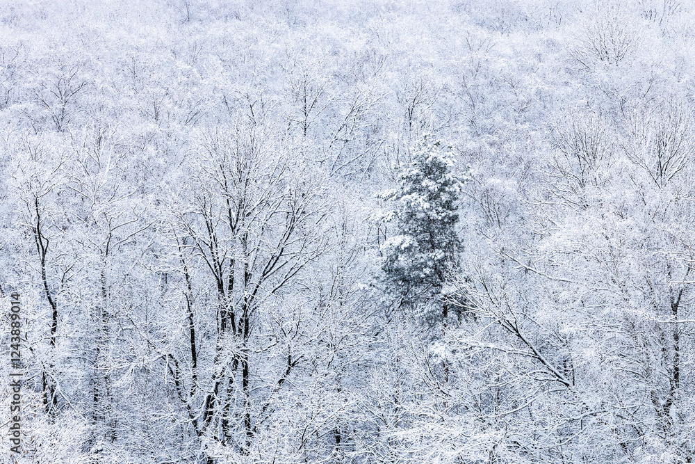 Canvas Prints snow-covered trees in forest of park in snowfall