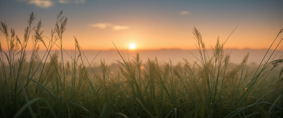 Fototapeta premium A landscape photograph of wild grass growing in a open field