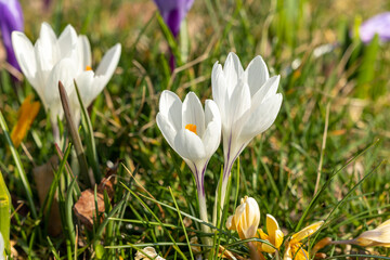 Fototapeta premium White blooming crocuses in the forest