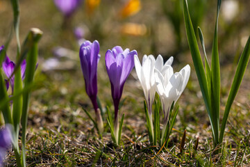 Bunches of white and purple crocuses in the grass