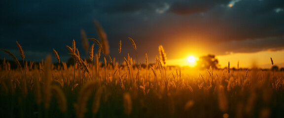 A landscape photograph of wild grass growing in a open field