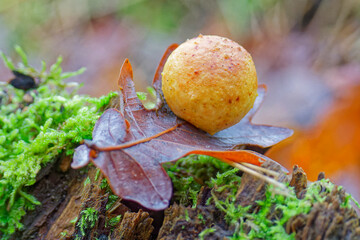 Galle der Gemeinen Eichengallwespe