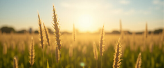 Fototapeta premium A landscape photograph of wild grass growing in a open field