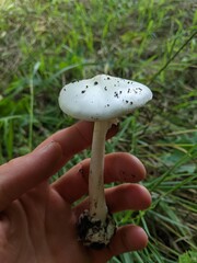 A close-up of a person holding a deadly poisonous Destroying Angle Mushroom (Amanita Verna). One...