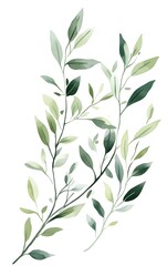 Fototapeta premium Design clean, minimal rosemary clipart with simple sprigs and green tones, isolated on a white background