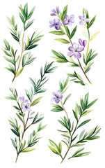 Naklejka premium Create a set of rosemary sprigs with a touch of purple flowers, isolated on a white background in vibrant green hues