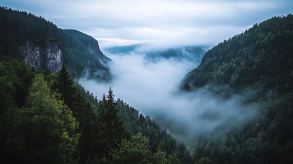 Obraz premium A misty river valley with steep cliffs, dense forests, and the first light of day illuminating the fog