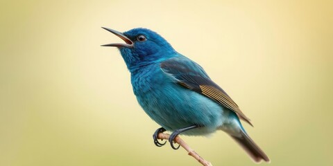Obraz premium Close-up of indigo bunting's head and beak as it sings from a thin branch against a serene green and creamy environment, natural world, greenery