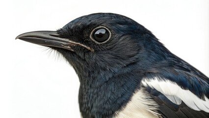 Close-up of the oriental magpie robin's face with striking black eyes and white throat patch, oriental magpie robin, black eyes, white throat patch, outdoors