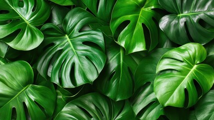 Obraz premium Top view of fresh green monstera leaves on a clean pastel background, ideal for summer branding