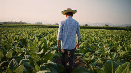 farmers are walking through the tobacco fields
