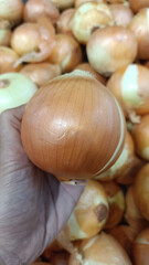 Fresh onion held in hand, surrounded by many onions, showcasing its smooth skin and round shape