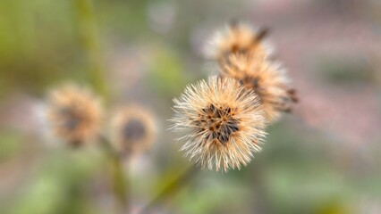 Daucus carota biennial 