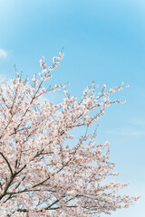 美しい満開の桜と青空