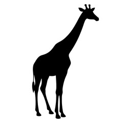 Giraffe Drawing | Giraffe Illustration | Giraffe Silhouette