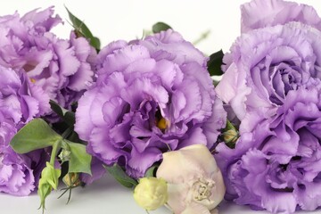 Beautiful violet eustoma flowers on white background, closeup