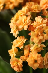 Fototapeta premium Beautiful orange kalanchoe flowers as background, closeup