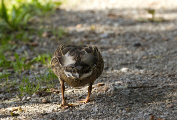 cute female mallard on the way, cute female mallard from behind, brown duck, paws, feathers, green colours 